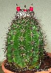 Melocactus mazelianus orig. Koehres ©JBenezet.JPG